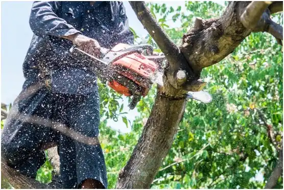 tree services Avon